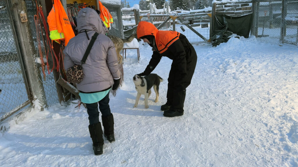 Aprendemos sobre  cultura do Husky na Finlândia durante nossas férias de inverno na Lapônia