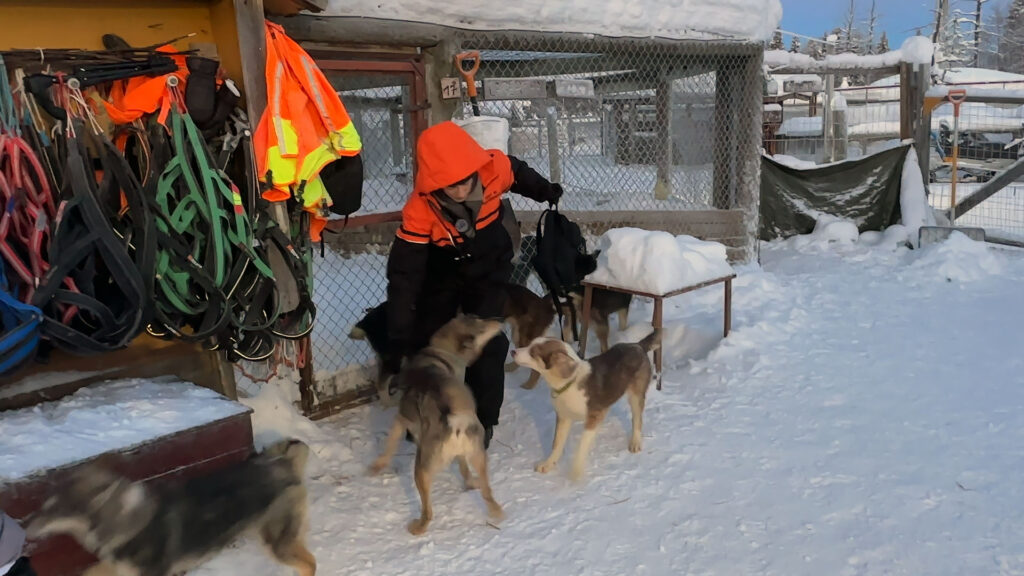 Aprendemos a importância dos huskies para os finlandeses durante nossas férias de inverno na Lapônia