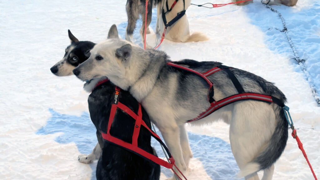 Aprendemos a importância dos huskies para os finlandeses durante nossas férias de inverno na Lapônia